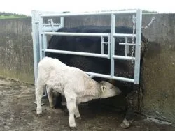 Z- Calving Gate Divided