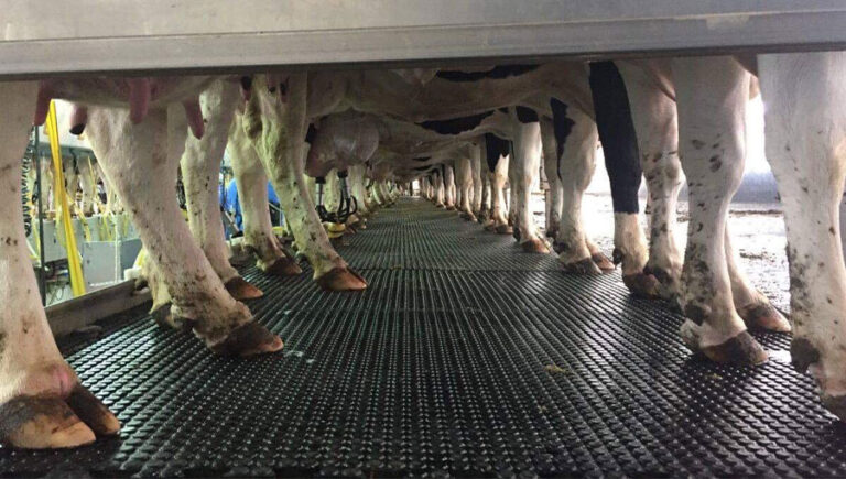 Cow Mats Connacht Agri Supplies Ltd