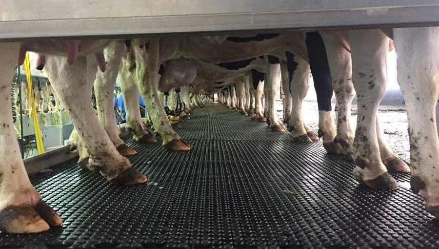 Cow Mats - Image 2
